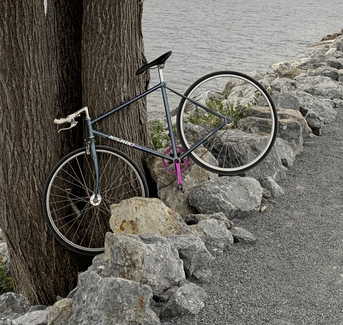Blue steel nishiki bike leaning on tree
